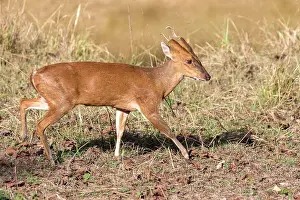 Deer Prints: Indian muntjac (Muntiacus muntjak)