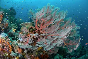Bead Prints: Indian Ocean, Indonesia, Papua