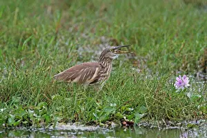 Prey Prints: Indian Pond-heron (Ardeola grayii) adult