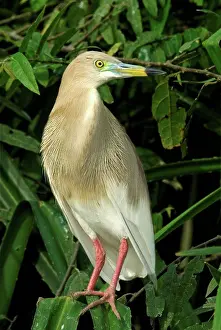 Breeding Prints: Indian Pond-heron (Ardeola grayii) adult
