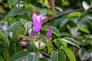 With Nobody Prints: Indian rubbervine (Cryptostegia grandiflora), Brazil