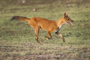 Canidae Prints: Indian Wild Dog or Dhole (Cuon alpinus) running - cashing Spotted Deer or Chital