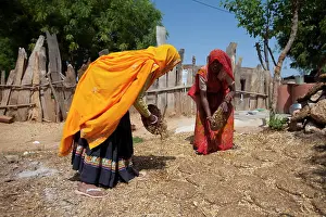 Hard Work Prints: Indian woman villagers drying cow dung for cooking fuel at Kutalpura Village in Rajasthan