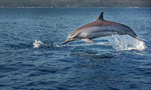 Sea Mammal Prints: Indo-pacific Bottlenose Dolphin (Tursiops aduncus), Lovina Bay, Bali, Indonesia, Asia
