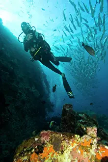 Scuba Diver Prints: Indonesia, Bali Province, Tulamben. (MR) Woman scuba diver, Liberty Shipwreck