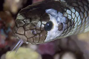 Snake Prints: Indonesia, Banda Sea, Olive sea snake, close-up of head
