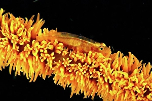 Wire Prints: Indonesia, goby on wire coral, black background, (Bryaninops amplus) C1958