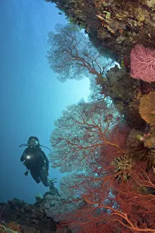 Gear Prints: Indonesia, Gorgonian coral dominates this reef scene with a diver