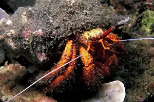 Crab Prints: Indonesia. Hermit Crab (Dadanus megistos)