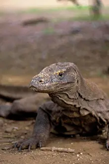 Komodo Prints: Indonesia, Komodo Island, Komodo Dragon(Monitor Lizard)