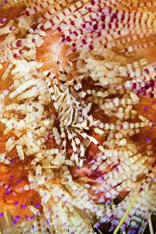 Crab Prints: Indonesia, Komodo, Zebra crab (Zebrida adamsii ) in Fire urchin (Astropyga radiata)