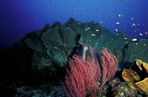 Papua Prints: Indonesia, Papua (formerly Irian), Misool, coral reefs