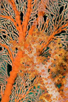 Indonesia, Papua, Raja Ampat. Close-up of orange sea fan under tree coral. (MR)