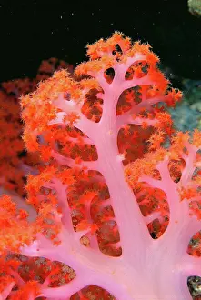 Exposed Prints: Indonesia, Soft coral detail pink stem with bright orange polyps