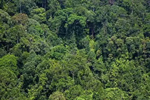 Canopy Prints: Indonesia, Sumatra, Gunung Leuser National Park