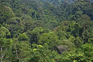 Canopy Prints: Indonesia, Sumatra, Gunung Leuser National Park