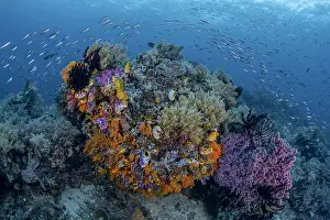 Jaynes Gallery Prints: Indonesia, West Papua, Raja Ampat. Coral reef scenic