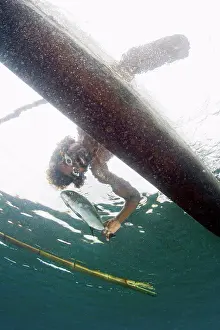Success Prints: Indonesian Native Fisherman Displays his Fish