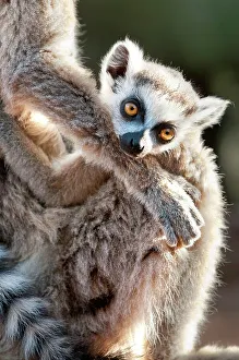 Hairy Prints: Infant Ring-Tailed lemur (Lemur catta) 6-8 weeks clinging to mother