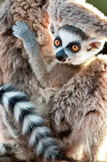 Hairy Prints: Infant Ring-Tailed lemur (Lemur catta) 6-8 weeks clinging to mother