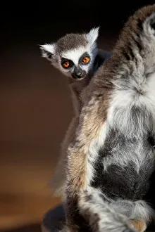 Hairy Prints: Infant Ring-Tailed lemur (Lemur catta) 6-8 weeks clinging to mother