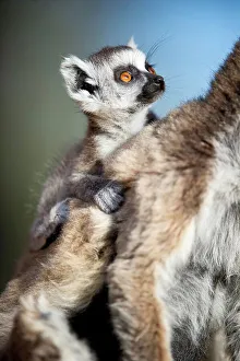 Hairy Prints: Infant Ring-Tailed lemur (Lemur catta) 6-8 weeks clinging to mother