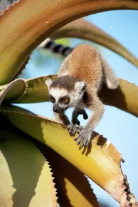 Madagascar Prints: Infant Ring-Tailed lemur (Lemur catta) climbing on Aloe in spiny forest