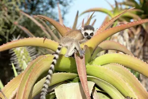 Madagascar Prints: Infant Ring-Tailed lemur (Lemur catta) climbing on Aloe in spiny forest