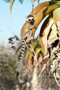 Primate Prints: Infant Ring-Tailed lemur (Lemur catta) climbing on Aloe in spiny forest