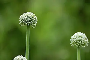 Blossoms Prints: Inflorescence of the common onion (Allium cepa)