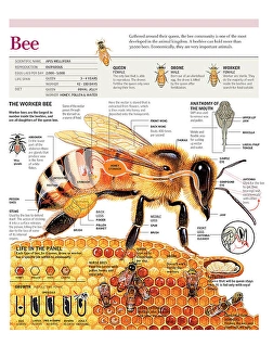 English Version Prints: Infographic based on the anatomy and life cycle of a bee and life in the beehive