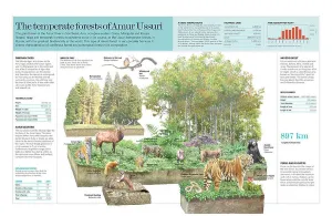 English Version Prints: Infographic of the ecosystem of the temperate forest of Amur Ussuri (Russia)
