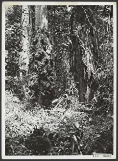 Diseases Prints: Information office radio broadcaster Dutch Guinea