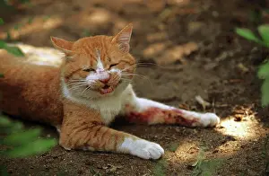 Injured Prints: injured tomcat after a fight