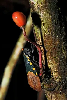 Tree Trunk Prints: An insect, possibly a cicada, on a tree trunk