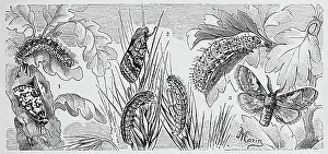 Adult Male Prints: Insects, 1. orion or celadon owl