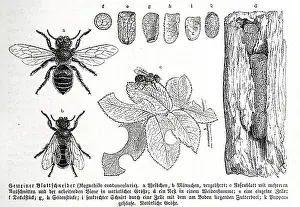 Drawn Prints: Insects, Common patchwork leafcutter bee (Megachile centuncularis) is a species of mortar and leafcutter bee