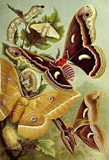 Drawn Prints: Insects, silk moth or domesticated silkmoth (Bombyx mori)