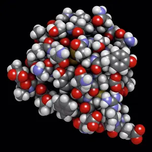 Level Prints: Insulin hormone molecule, illustration