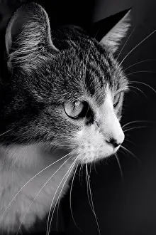 Focused Prints: Intensely focused pet cat