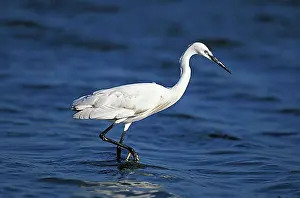 Full Body Lengths Prints: Intermediate Egret (egretta garzetta), Adult standing in Water, Namibia, Africa