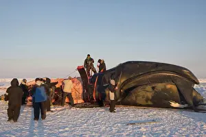 Traditional Prints: Inupiaq Subsistence Whalers Process a Bowhead Whale Catch