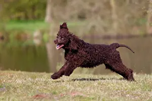 Canidae Prints: Irish Water Spaniel. Adult running at the waters edge