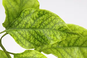 Iron Prints: Iron defieciency symptoms, interveinal chlorosis