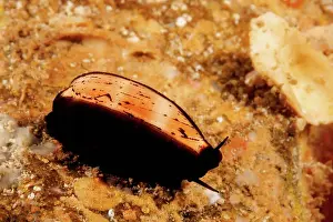 Marine Prints: Isabella's cowry (Cypraea Isabella) with the animal partially covering the shell; Hawaii