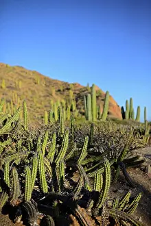 Lindblad Prints: Isla Santa Catalina, Baja California Sur, Mexico