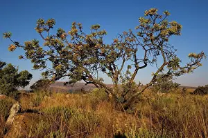 Woody Plant Prints: Isolated tree Blyde River Canyon South Africa