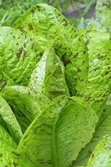 Horticultural Prints: Issaquah, Washington State, USA. Flashy Trout's Back Lettuce plants