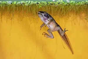 Frog Prints: Issaquah, Washington State, USA