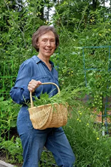 Model Release Prints: Issaquah, Washington, USA. Woman holding a basket of harvested arugula. (MR)